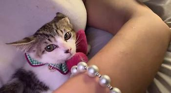 코리안숏헤어, 이름 한국 고양이