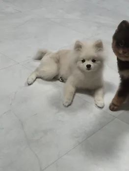 포메라니안