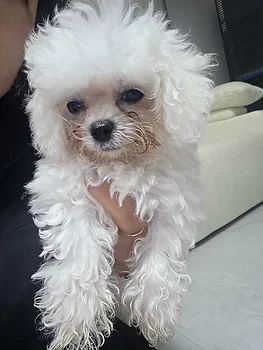 비숑프리제