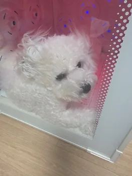 비숑프리제