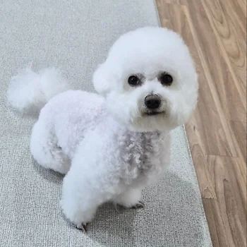 비숑프리제
