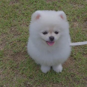 포메라니안