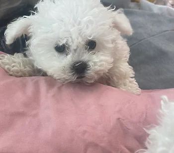 비숑프리제