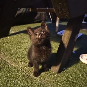 코리안숏헤어, 이름 한국 고양이