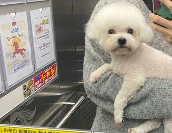 비숑프리제