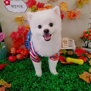 포메라니안