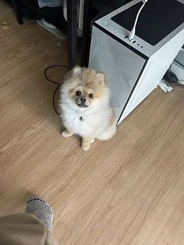 포메라니안
