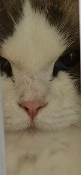 랙돌, 이름 렉돌