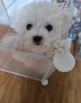 비숑프리제