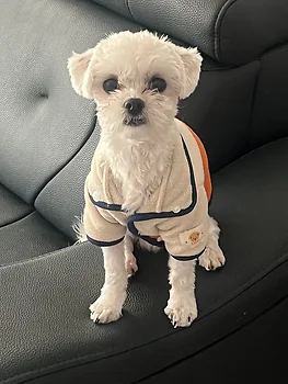 말티푸