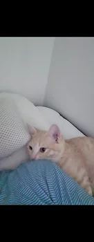 치즈냥이