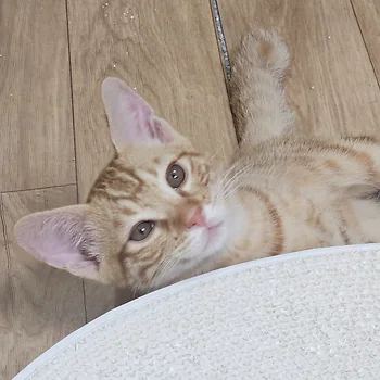 코리안숏헤어, 이름 한국 고양이