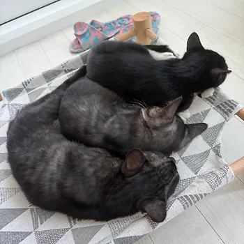 코리안숏헤어, 이름 한국 고양이