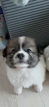 믹스견