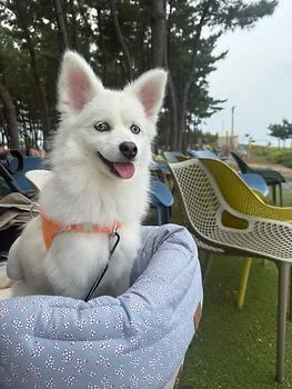 폼스키