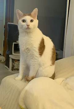 코리안숏헤어, 이름 한국 고양이