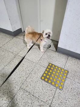말티치