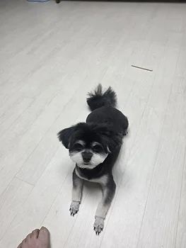 말티폼