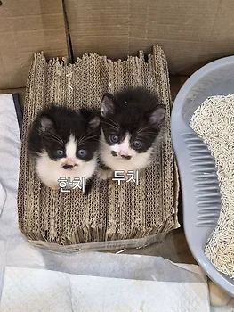 코리안숏헤어, 이름 한국 고양이