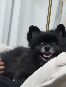 포메라니안