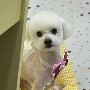 비숑프리제
