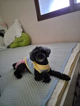 푸들