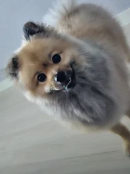 포메라니안