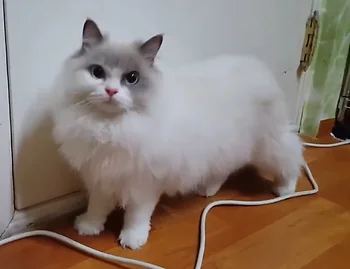 랙돌, 이름 렉돌