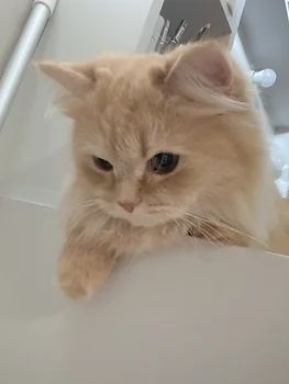 브리티쉬숏헤어