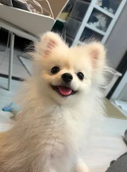 포메라니안