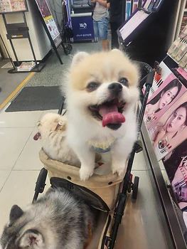 포메라니안