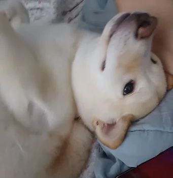 시바견