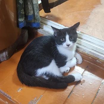 코리안숏헤어, 이름 한국 고양이