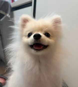 포메라니안
