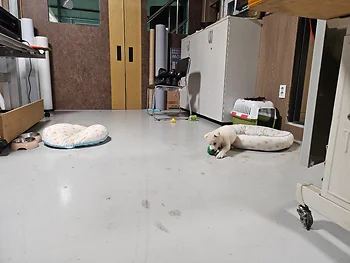 진돗개