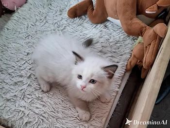 랙돌, 이름 렉돌