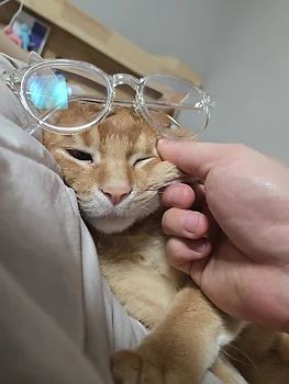 아비시니안