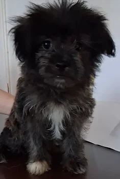 포메라니안