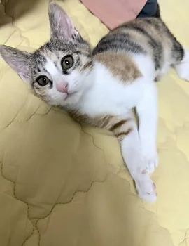 코리안숏헤어, 이름 한국 고양이