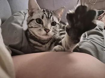 아메리칸숏헤어