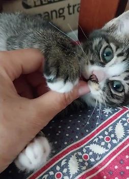 코리안숏헤어, 이름 한국 고양이