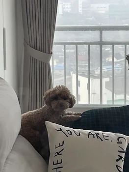 푸들