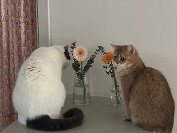 브리티쉬숏헤어