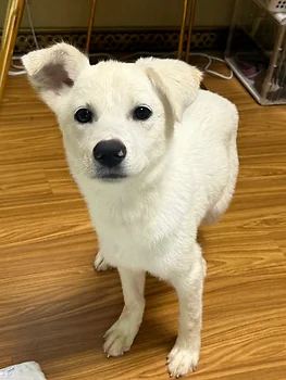 진도믹스