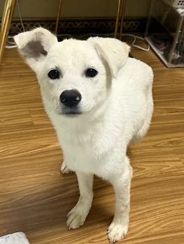 진도믹스