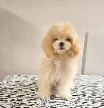 말티푸