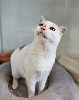코리안숏헤어, 이름 한국 고양이