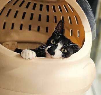 코리안숏헤어, 이름 한국 고양이