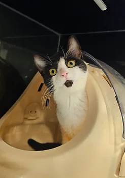 코리안숏헤어, 이름 한국 고양이