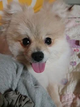 포메라니안